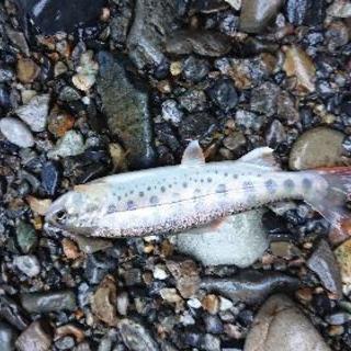 渓流釣り仲間が欲しいです - さいたま市