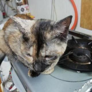 サビ猫女の子　約1歳未手術