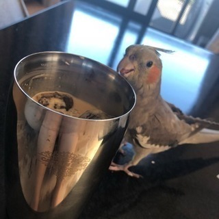 オカメインコ2羽とウロコインコ 1羽
