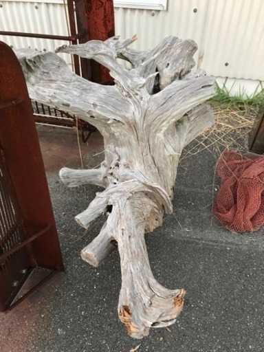 肥松  彫刻用