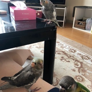 オカメインコ里親募集