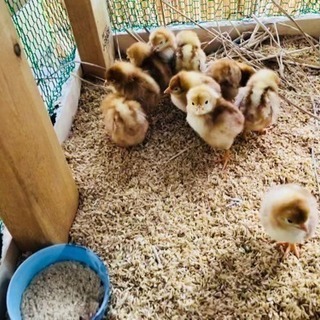 くず米、クズ小麦、古米などを定期的に売ってください。 - 買いたい/ください