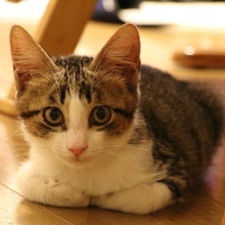 獣医さんも絶賛の良い子！の画像