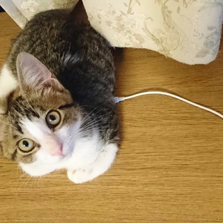 獣医さんも絶賛の良い子！ - 里親募集