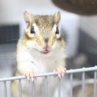 🐿小動物カフェ行きましょう🐿