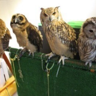 🦉フクロウカフェ行きましょう🦉