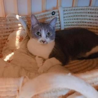 里親になってもらえませんか?