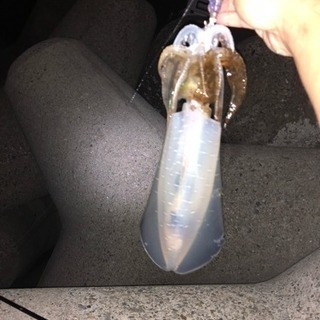 週末釣り仲間募集