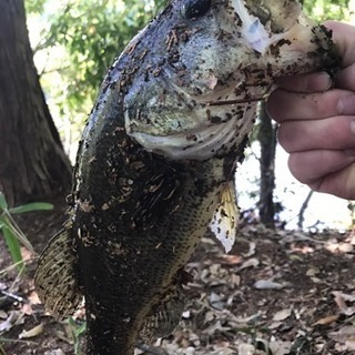 🎣鈴鹿、亀山周辺バス釣り🎣