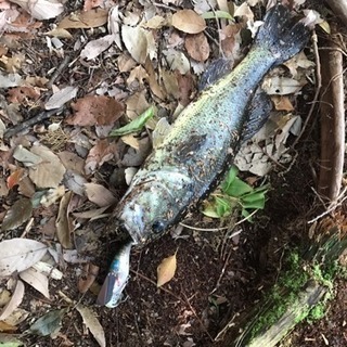 🎣鈴鹿、亀山周辺バス釣り🎣 - 鈴鹿市