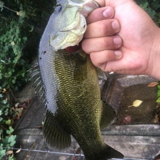 🎣鈴鹿、亀山周辺バス釣り🎣 - 友達