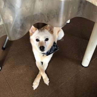性格の優しいワンコの里親募集します - 犬