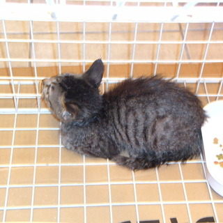 子猫(女の子)　3ヶ月【2018年7月に里親さん決まりました。あ...