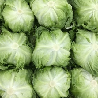 レタス、キャベツの収穫作業していただける方の募集です。の画像