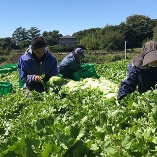 レタス、キャベツの収穫作業していただける方の募集です。の画像