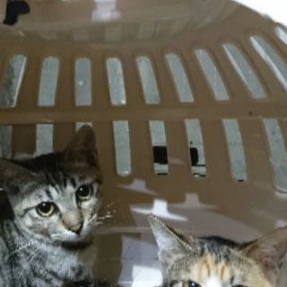 8月26日(日)三鷹の譲渡会に出します❤️おとなしい姉妹グレーキ...