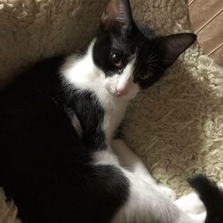 8月26日(日)の譲渡会に出します❤️黒白はちわれ男の子生後4ヶ月