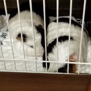 急募！モルモットオス兄弟
