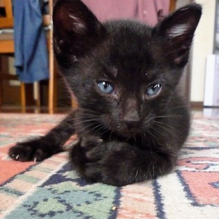 黒猫兄弟 元気な兄貴分のロンです。