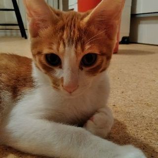 8月26日(日)三鷹の譲渡会に出します❤️茶白男の子生後4ヶ月 ...