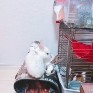 うさぎ