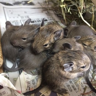 デグーベビー の里親募集