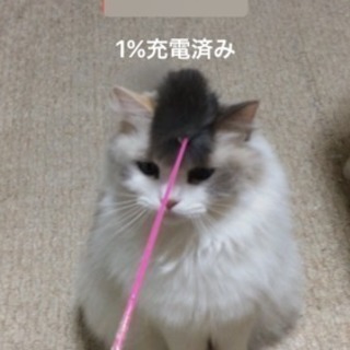 エヴァ好きな方、ぜひ！