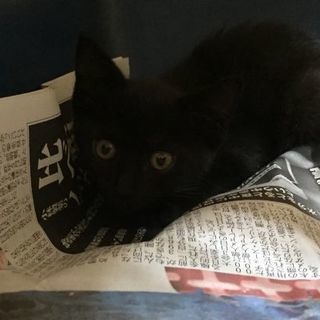 黒猫