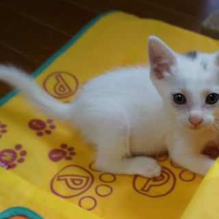 生後1.5か月くらい、白くてかわいい男の子　　良いご縁がありました。