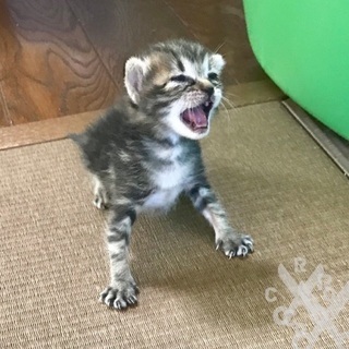 2018年8月1日生まれの子猫の里親さん募集してます。