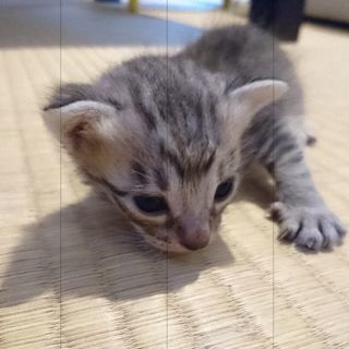 もうすぐ1ヶ月になる子猫ちゃん