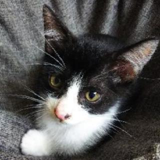 子猫の里親募集しています！ − 長野県