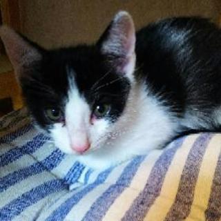 子猫の里親募集しています！ - 飯田市