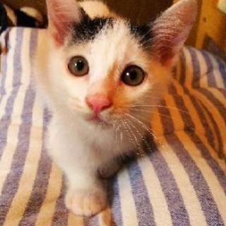 子猫の里親募集しています！ - 里親募集