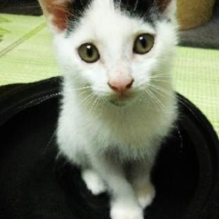 子猫の里親募集しています！