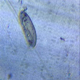 針子、稚メダカの餌に最適 ゾウリムシ500ml
