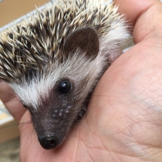 ハリネズミ里親募集4匹