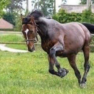 【🏇女性、初心者大歓迎‼️】🐎競馬グループのメンバー募集‼️現在...