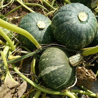 ＼嬉しい時給1,100円♪／ 月収約22万円！★北海道・短期★ ...