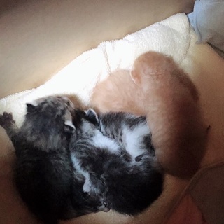生後1週間（推定）子猫の里親5匹