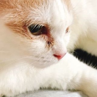 純血スコ、目が悪いけど陽気な猫🎵