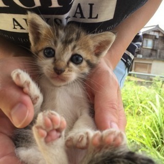 仔猫３匹
