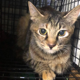 飼い主死亡大型レスキュー猫１４匹　求フード、トイレ砂等