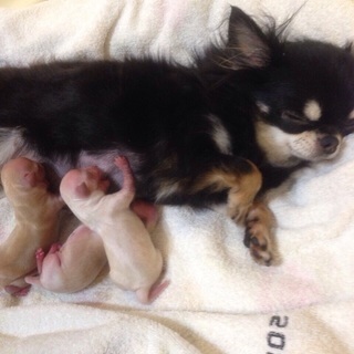 犬のお世話が主な仕事です