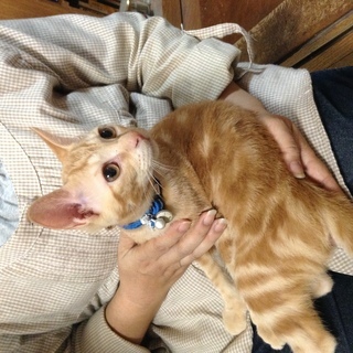 茶トラのオス仔猫です。