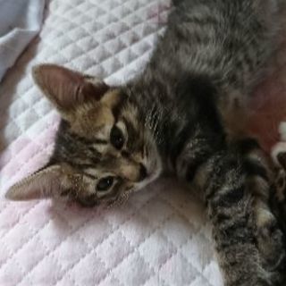 6月1日生まれの猫ちゃん