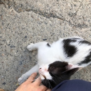 3カ月くらいの子猫です。