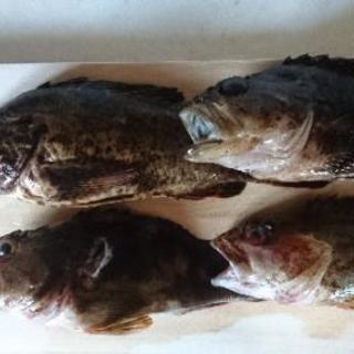 新潟の「海」で魚突き(スピアフィッシング)