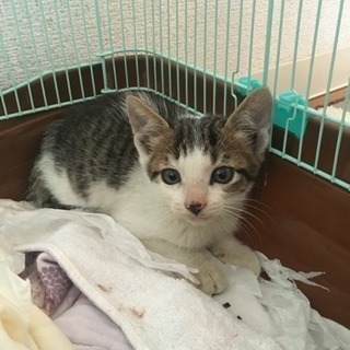 子猫ちゃん 里親募集