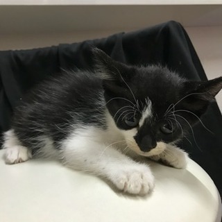子猫4匹